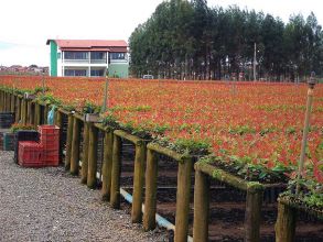 Do Eucalipto aproveita-se tudo.