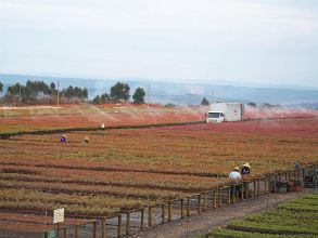 Tratamentos silviculturais na qualidade da madeira